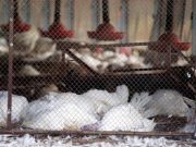 Begini Cara Menghindari Penularan Flu Burung, Kamu Wajib Tahu!