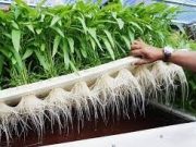 Lahan Sempit tapi Suka Tanaman, Tenang ada Solusi Untuk Masalah Itu