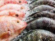 Tips Memilih Ikan Segar