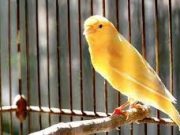 Setingan Burung Kenari Juara