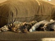 Bersihkan Bulu Kucing Yang Nempel di Sofa