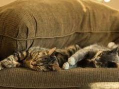 Bersihkan Bulu Kucing Yang Nempel di Sofa