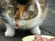 Olahan Pakan Kucing Murah Meriah
