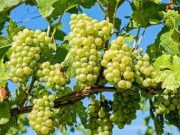 Pohon Berbuah Lebat? Yuk Simak Ada Cara Gampang Kok