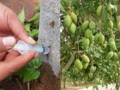 Cara Agar Pohon Berbuah Lebat