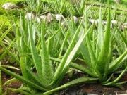 Tips Menanam Lidah Buaya Agar Daunnya Lebat dan Gemuk