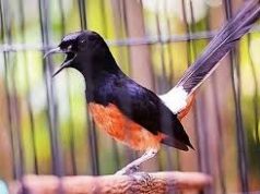 Burung Murai Batu Gacor Dalam Waktu Singkat