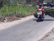 Dampak Hujan Abu Merapi, Peternak di Lereng Merapi Kesulitan Cari Pakan Ternak rumput pakan ternak