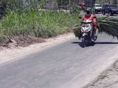 Dampak Hujan Abu Merapi, Peternak di Lereng Merapi Kesulitan Cari Pakan Ternak rumput pakan ternak