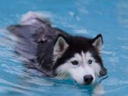 Ini 5 Tips Menjaga Suhu Tubuh Anjing Tetap Normal di Cuaca Panas