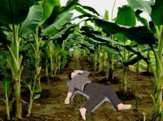 Seorang Petani Ditemukan Tewas di Kebun, Ada Ceceran Darah di Kaki Korban