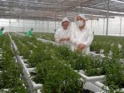 Irwan Hidayat Tanam Jahe Halina di Green House, Stevia dan Mint Sudah Siap Panen