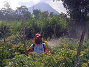 Hujan Abu Merapi, Ribuan Hektare Tanaman Sayuran di Kabupaten Magelang Rusak tanaman sayuran