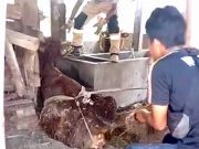 Damkar Wonogiri Mengevakuasi Sapi Terjepit di Celah Sempit Tembok