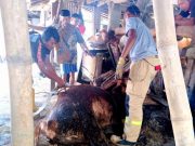 Januari-April 2023, Damkar Wonogiri 17 Kali Tangkap Ular 78 Kali Ngunduh Lebah