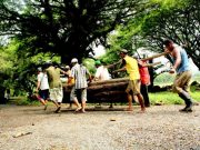 Pengangkutan Kayu di TPK Medang Blora Masih Mengandalkan Tenaga Manusia
