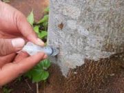 Tips Memberikan Pupuk Pada Pohon Durian Agar Berbuah Lebat