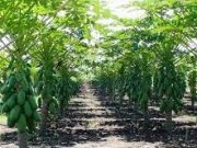 Tips Membuat Pohon Pepaya Cepat Berbuah