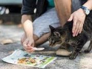 Tips Pelihara Kucing Agar Jinak Total