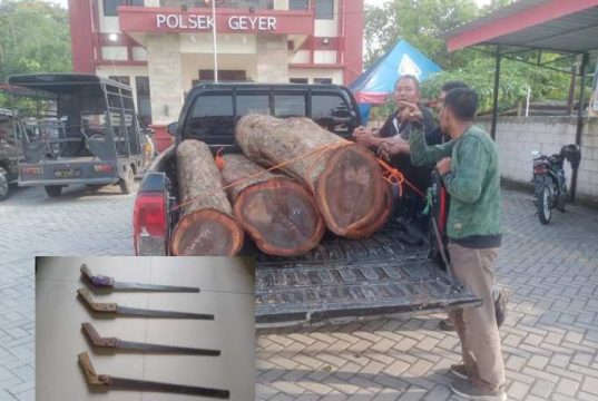 Dua Pencuri Kayu Sonokeling di Hutan Juworo Grobogan Ditangkap, Tiga Pelaku Lain Kabur