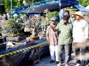 Pameran Bonsai Tingkat Nasional Digelar di Pacitan