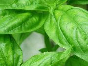 5 Manfaat Daun Kemangi, Menurunkan Stres hingga Mencegah Kanker