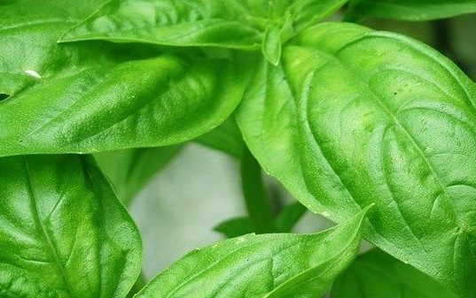 5 Manfaat Daun Kemangi, Menurunkan Stres hingga Mencegah Kanker