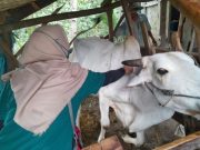 Darurat Cacar Sapi PO, Pemkab Kebumen Beri Pengobatan Massal