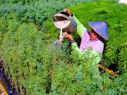 SIG Tanam Pohon Kaliandra Merah di Sumbar dan Tuban untuk Bahan Bakar Alternatif Ramah Lingkungan