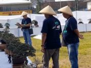Kontes Bonsai ‘Maks Mustika’ di Blora untuk Wakil ke Tingkat Asia di Bali