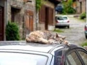 Tips Agar Kucing Tidak Naik Keatas Mobil