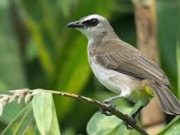 Tips Menjinakkan Burung Yang Baru Ditangkap Secara Liar