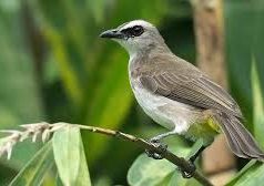Tips Menjinakkan Burung Yang Baru Ditangkap Secara Liar