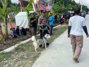 Anjing Membantu Pengamanan Pertunjukan Dangdut di Grobogan