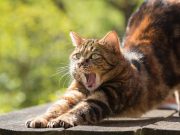 Ini 4 Hal yang Perlu Diperhatikan Sebelum Memelihara Kucing