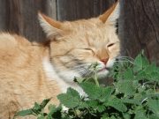 Pecinta Kucing Wajib Tahu! Ini Manfaat Catnip Bagi Anabul