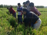 Seorang Petani di Ngaringan Meninggal Saat Menyemprot Hama di Sawah