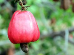 Selaian Mencegah Anemia, Yuk Simak 4 Manfaat Jambu Mete Bagi Kesehatan