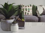 Ada Kaktus Hingga Begonia, Ini 4 Jenis Tanaman Hias yang Cocok Ditanam di Dalam Rumah