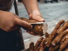 Selain Mencegah Sembelit, Ini 5 Manfaat Singkong untuk Kesehatan yang Wajib Kamu Tahu