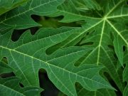 Dikenal Dengan Rasanya yang Pahit, Ini 6 Manfaat Daun Singkong dan Pepaya yang Baik untuk Kesehatan