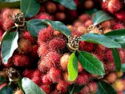 Jarang Diketahui, Ini 4 Manfaat Daun Rambutan Bagi kesehatan