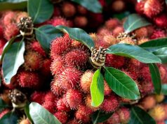 Jarang Diketahui, Ini 4 Manfaat Daun Rambutan Bagi kesehatan