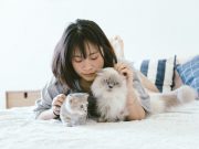 Selain Menyebabkan Alergi, Ini 4 Bahaya Bulu Kucing bagi Kesehatan Tubuh