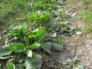 Dapat Mempercepat Penyembuhan Luka, Ini 6 Manfaat Daun Sendok bagi Kesehatan