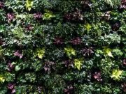 Memiliki Lahan Sempit Tapi Ingin Berkebun? Yuk Simak 6 Tips Membuat Vertical Garden Di Rumah