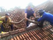Dramatis, Penangkapan Ular Sowo Kembang di Plafon Atap Rumah Warga Wonogiri