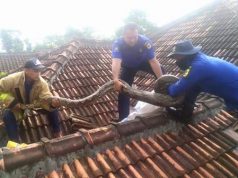 Dramatis, Penangkapan Ular Sowo Kembang di Plafon Atap Rumah Warga Wonogiri
