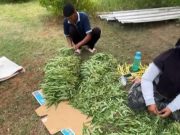 Narapidana Lapas Terbuka Kendal Bangun Kemandirian Melalui Keterampilan Budidaya Hortikultura