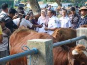 Jelang Idul Adha, Bupati Pacitan Pantau Komoditas Hewan Kurban ke Pasar Ternak